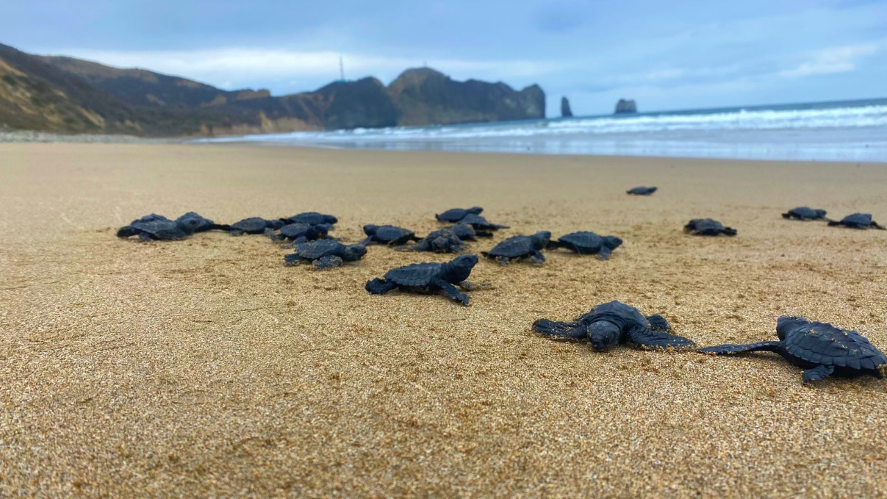 MANTA Se incrementa el nacimiento de tortugas marinas Infórmate