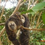 ❖ ECUADOR ▮Hallan nueva especie de primate en la Amazonía ecuatoriana