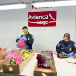 ❖ ECUADOR ▮Avianca transportó 400 millones de tallos de flores por el Día de las Madres