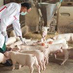 ❖ ECUADOR ▮Líderes del sector porcino se reúnen para impulsar la Industria
