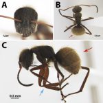 ❖ ECUADOR ▮Descubren por primera vez a la hormiga Tejedora Camponotus textor