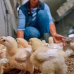 ❖ ECUADOR▮Boehringer Ingelheim refuerza su compromiso con la salud aviar