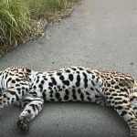 ❖ MANABÍ▮Tigrillo, especie en peligro de extinción, mu3r3 atropellado en vía Montecristi – Jipijapa