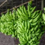 ❖ MANABÍ▮Precio del plátano verde por las nubes debido a la escasez
