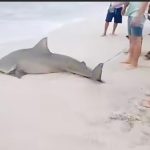 ❖ MANABÍ▮Sorpresa en Crucita: tiburón se quedó varado cerca de la orilla del mar