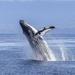 ❖MANABÍ▮Puerto López abre la temporada de avistamiento de ballenas