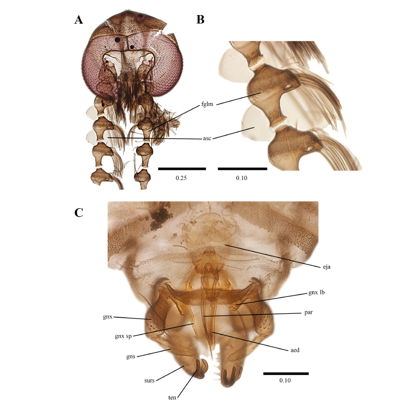 B.-asymmetricum.png