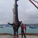 ❖MANABÍ▮Joven manabita pesca un marlín de 655 libras sin tanque de oxígeno
