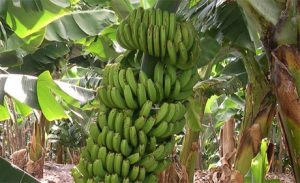 Banano_Chiapas.jpg