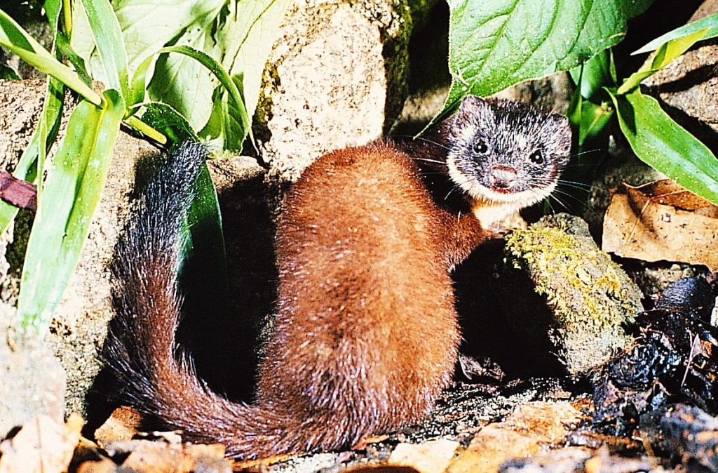 Mustela-frenata-FOTO-Pascual-Soriano.jpeg