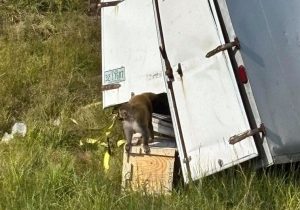 monos-escapados-RMsuL2rTJdpXLmdGCD6bjqK-758x531@diario_abc-1.jpg