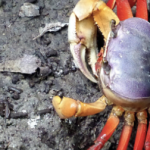 ❖ ECUADOR▮En febrero y septiembre habrá veda para el cangrejo