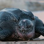 ❖ MANABÍ ▮Reubican 438 huevos de tortuga laúd para proteger la especie en Manabí