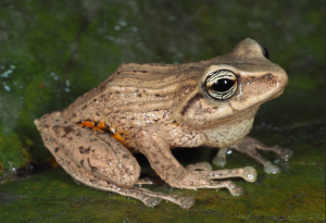 Pristimantis-oculolineatus-1.png