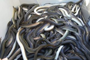 Anguilas-y-angulas-europeas-no-soportan-mas-como-especie-ser-una-Delicatessen-para-el-ser-humano1-1.jpeg