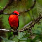 ❖ ECUADOR▮Aumenta la población del pájaro brujo gracias a una exitosa temporada reproductiva