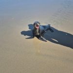 ❖ ECUADOR▮Lobos marinos sorprenden con su presencia en varias playas de la provincia