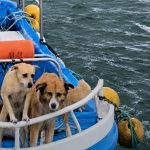 ❖ MANABÍ▮El incendio en el puerto también dejó víctim@s silenciosas: varios perros desaparecieron y otros muri3r0n