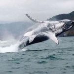 ❖ MANABÍ▮Arranca la temporada de avistamiento de ballenas con festival que espera miles de visitantes