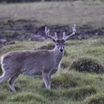 ❖ ECUADOR▮Estudio identifica ocho grupos genéticos del venado cola blanca