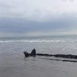 ❖ SUCRE▮Escombros del inc3nd1o en Manta llegarán a costas de Bahía de Caráquez