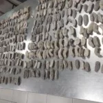 ❖ ECUADOR▮Cuatro procesados por presunto tr4f1c0 de pepinos de mar con destino a Asia