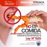 ❖ AMBIENTE▮Lanzan campaña para proteger a la rana del Titicaca