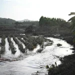 ❖ INTERNACIONAL▮Casi 900 cobras venenosas escapan tras inundaciones en China
