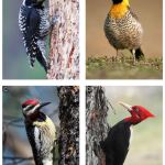 ❱❱❱ ECUADOR▮Pájaros carpinteros han desarrollado una estrategia evolutiva única para producir y utilizar el color de su plumaje
