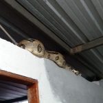 ❖ MANABÍ▮ Boa de unos tres metros es encontrada dentro de una vivienda en Flavio Alfaro