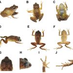 ❖ ECUADOR▮ Descubren cuatro nuevas especies de ranas en los bosques y páramos de Carchi