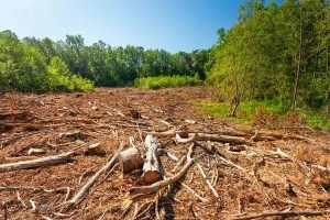 Cambio climático