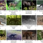 ❖ ECUADOR▮Cerro Blanco alberga 59 especies de mamíferos, incluidos felinos en riesgo