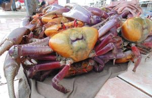 vedacangre