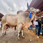 ❖ MANABI▮ Dalex, el gigante Guzerat de El Carmen que se coronó Gran Campeón en ExpoCebú 2026
