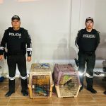 ❖ MANABÍ▮Loro, guacamayo y pericos son retirados en operativo en Manabí